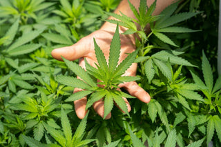 hemp plant producing hemp-derived THC