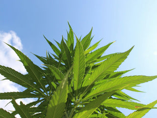 Hemp vs. CBD: Here’s What to Know