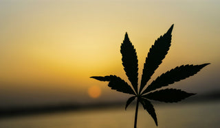 hemp plant silhouette delta 8 vs delta 9 thc